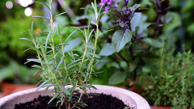 虫除け効果のある植物を玄関に置くなら何がおすすめ 研究者がおすすめの虫除け植物を解説